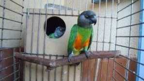 Senegal papagáje: funkcie, pravidlá obsahu a chovu